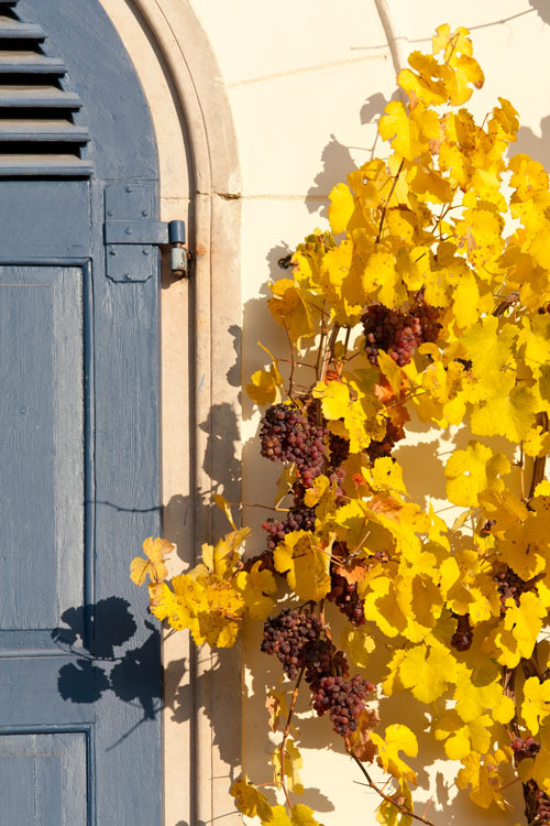 Fenster mit herbstlichen Weinblättern
