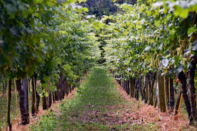 Weingut in Radebeul